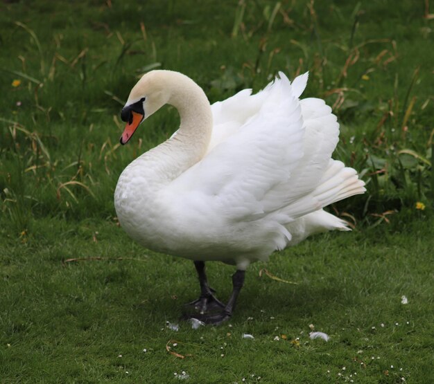 White swan in a field