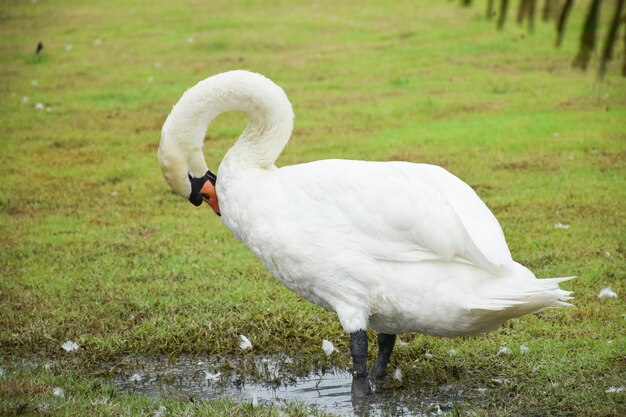 White swan on a field