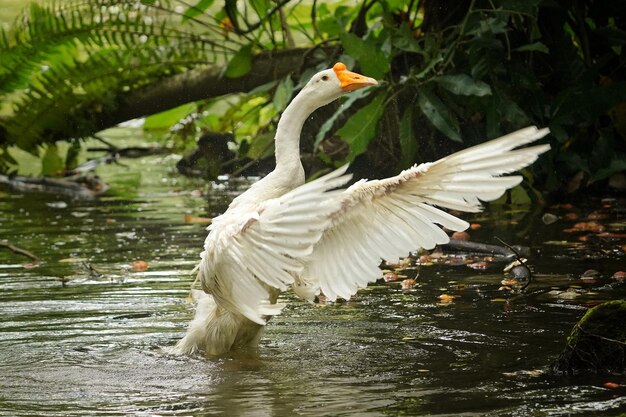 white swan flapping wings