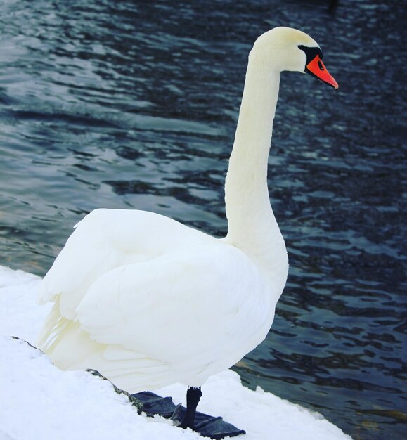 White swan floating on lake