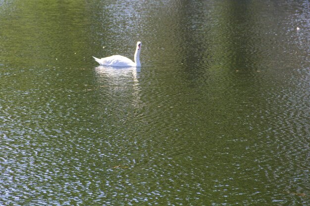 White swan floating on the lake