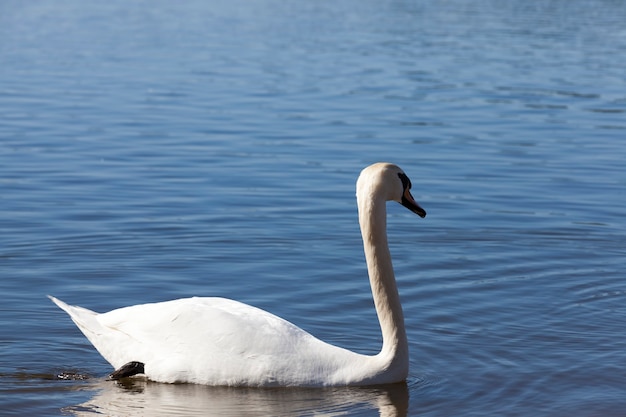 White Swan floating in the wild