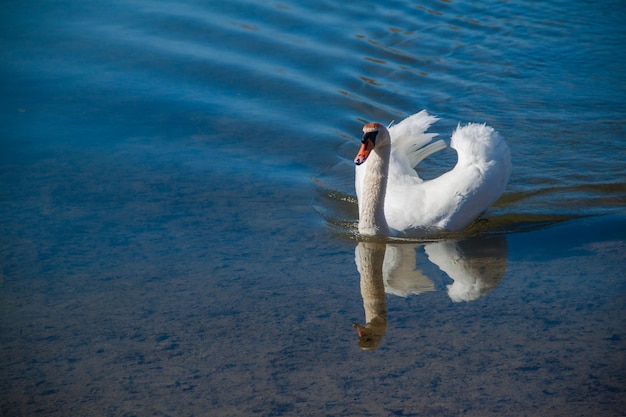 White swan floats on a blue lake