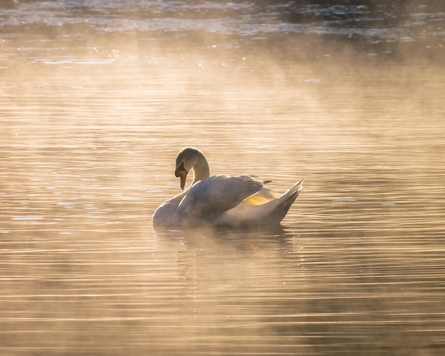 White swan on fog reservoir