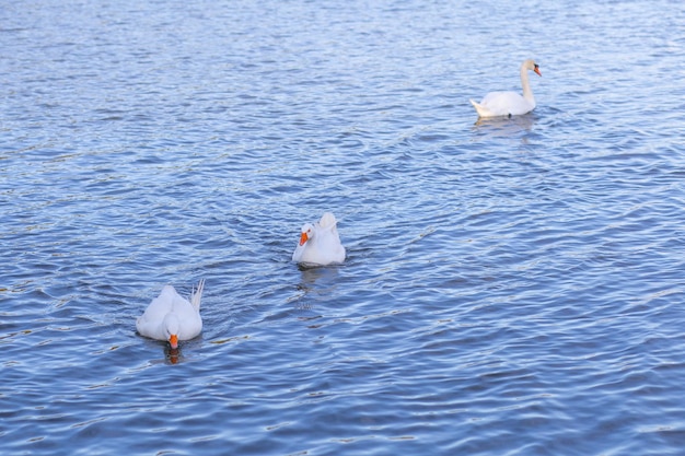 夜明けの霧の湖の白い白鳥 朝の光 ロマンチックな背景 美しい白鳥 Cygnus Ro