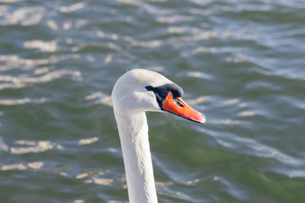 White swan in a foggy lake at dawn