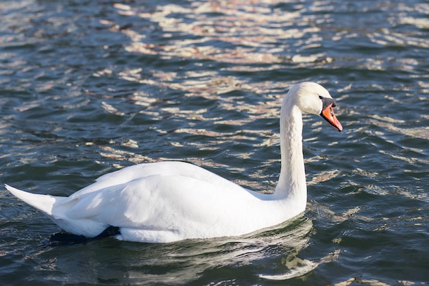 Cigno bianco in un lago nebbioso all'alba