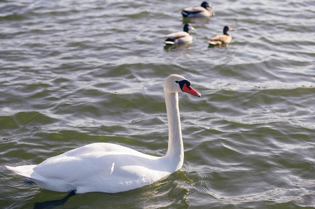 夜明けの霧の湖の白い白鳥