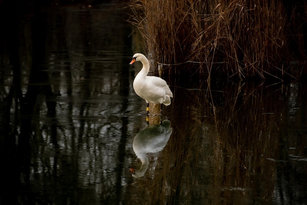 White swan on frozen lake in sunset