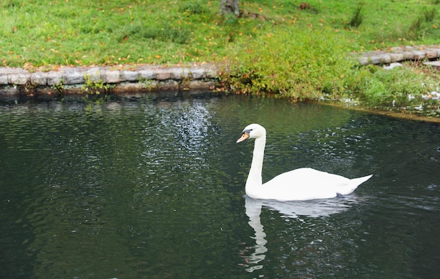 white swan glides serenely on tranquil sunset lake embodying beauty elegance and tranquility in a