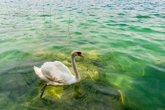White swan gliding on transparent water surface of Krka river Croatia