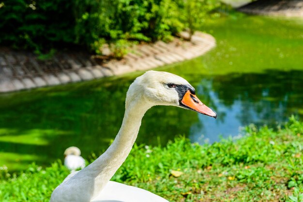 湖の緑の土手に白い白鳥