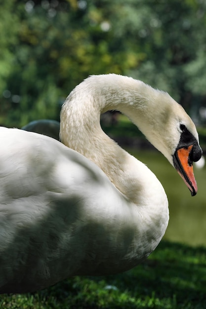 A white swan on a green grassy