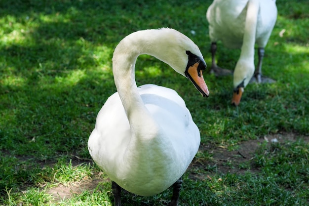 A white swan on a green grassy