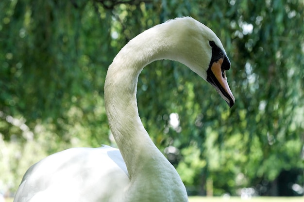 A white swan on a green grassy