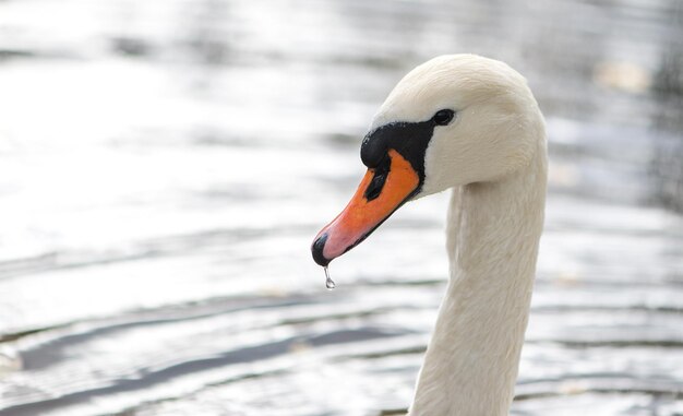 White swan head closeup on lake water background