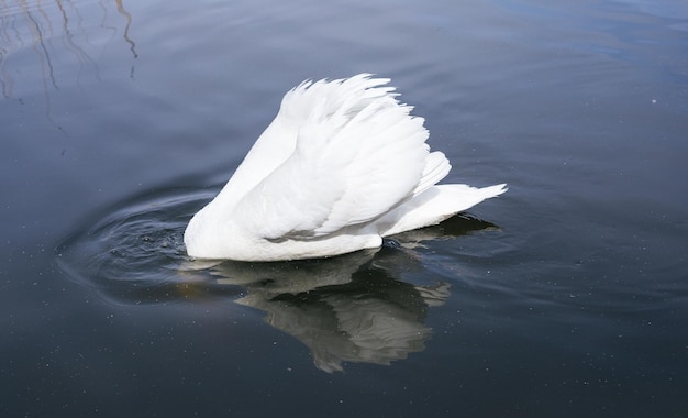 White swan hunting in the pond