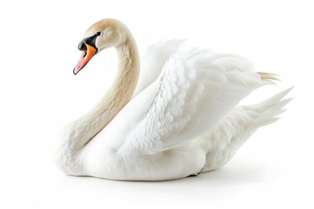 White swan isolated on white background