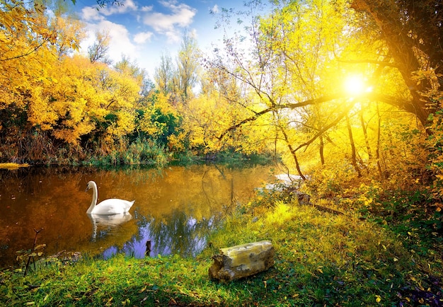 white swan on lake in autumn forest