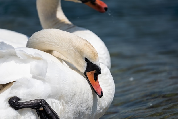 White swan on the lake closeup the swan put his head down