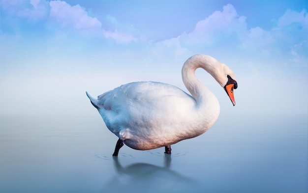 Cigno bianco nel lago presso la nebbia mattutina. sfondo romantico blu con nuvole.