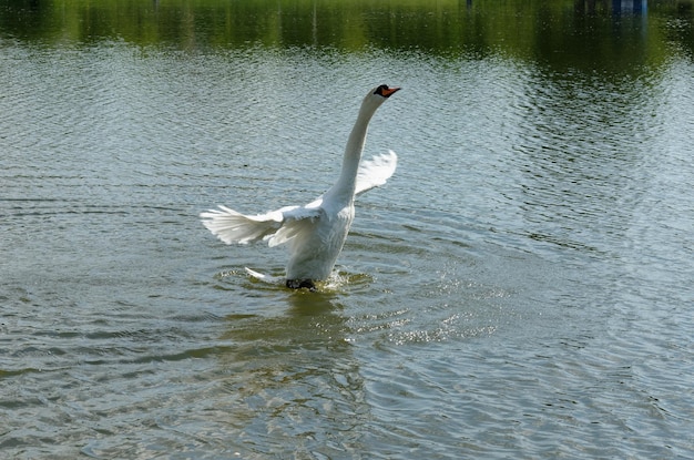 White swan on the lake in the park