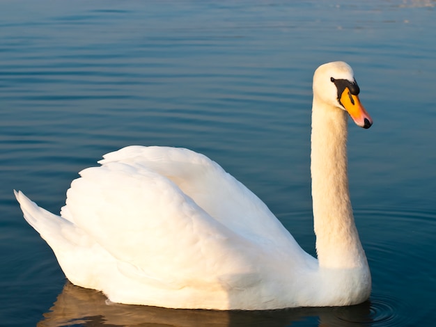 湖の上の白い白鳥