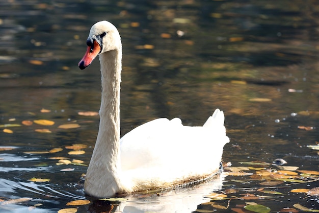 White swan on lake