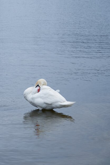 Cigno bianco che fa facepalm sulla costa del mar baltico in finlandia.