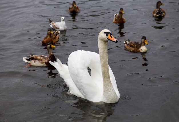 Foto cigno bianco in uno stagno tra le anatre