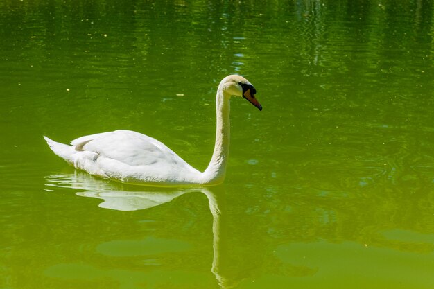 White swan in a pond at city park