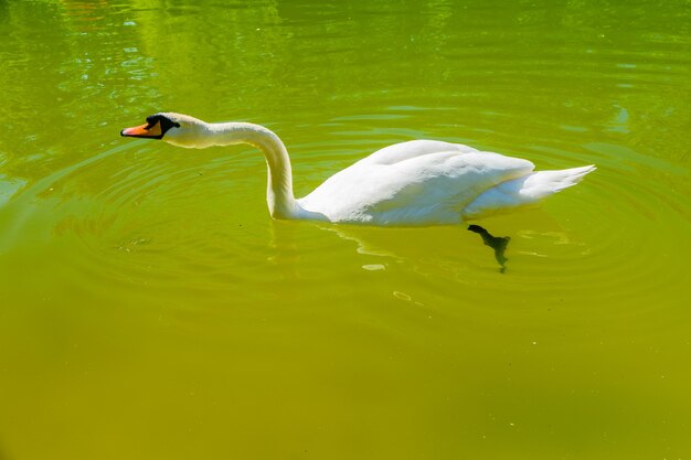 White swan in a pond at city park