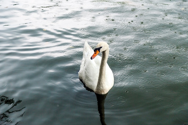 Cigno bianco in uno stagno in una giornata piovosa