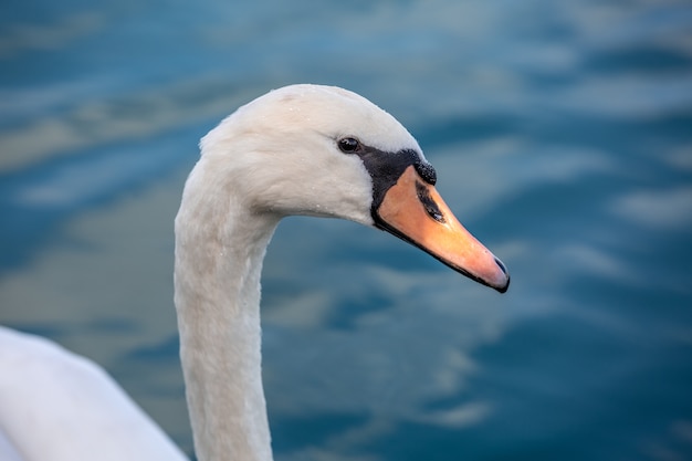 Foto ritratto bianco del cigno in alto mare