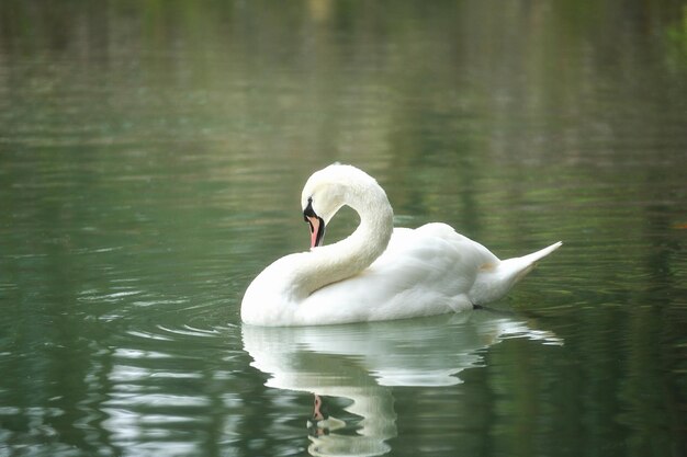 White swan portrait Swan swimming on a river