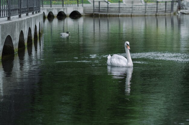 The white swan quietly floats on the water.