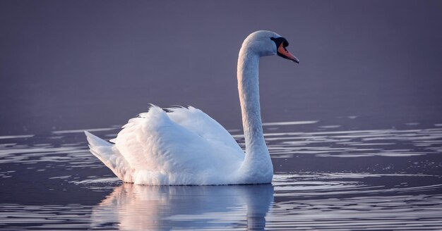 White swan on the river at dawn