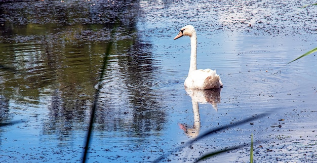 White swan on the river Reflections on the surface of the water