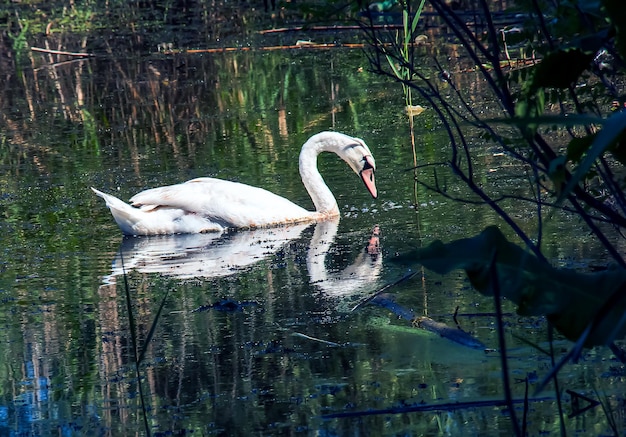 White swan on the river Reflections on the surface of the water