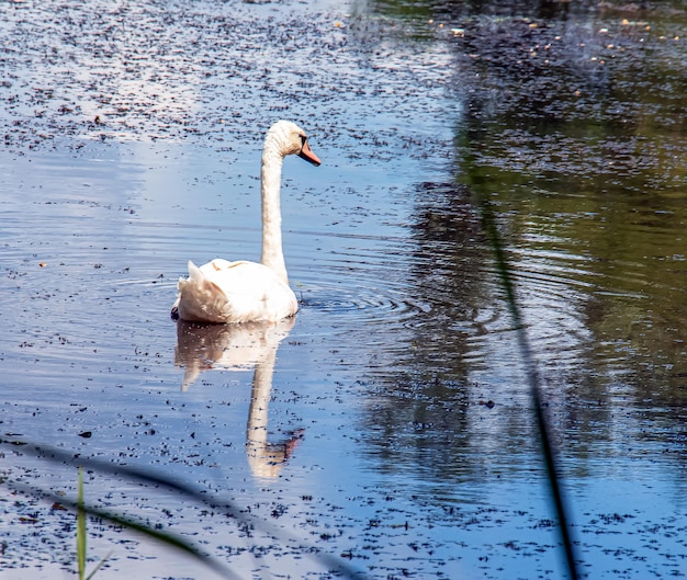 White swan on the river Reflections on the surface of the water