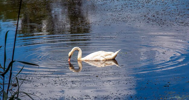 White swan on the river Reflections on the surface of the water