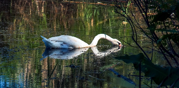 White swan on the river Reflections on the surface of the water