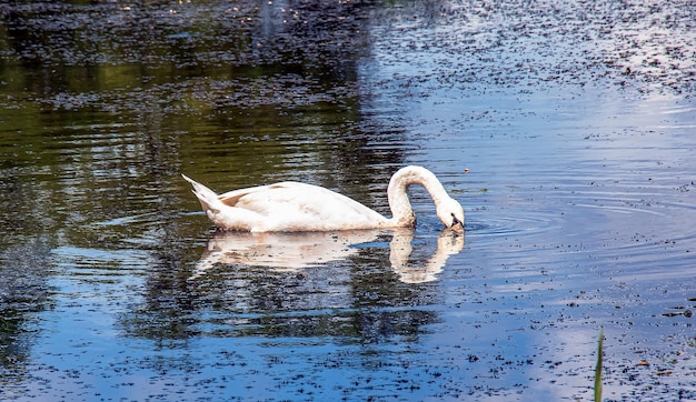 White swan on the river Reflections on the surface of the water