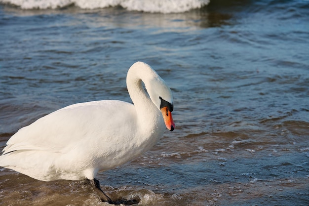 White swan on shore of Baltic Sea in Poland