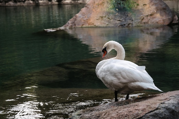 A white swan on the shore of a lake or pond in a wild natural habitat