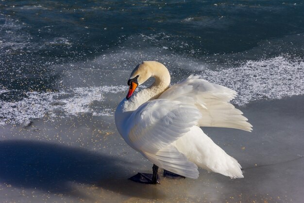 冬の朝、凍った川の氷の上に立っている白い白鳥が羽を広げます