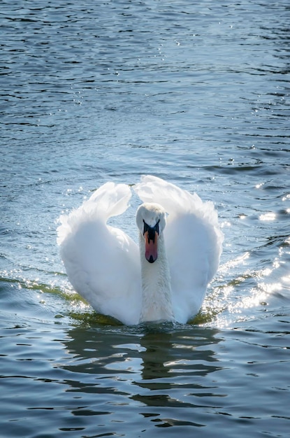 白い白鳥は、光沢のある鮮やかな湖のクローズ アップに対して翼を広げます 認識できない場所 セレクティブ フォーカス