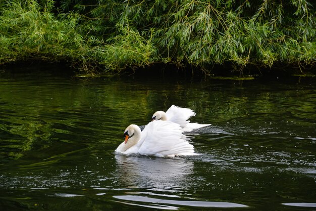 White Swan in St James's Park. JULY, 5, 2014 - London, UK.