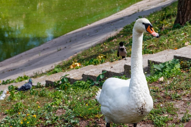 White swan standing on the lakeshore