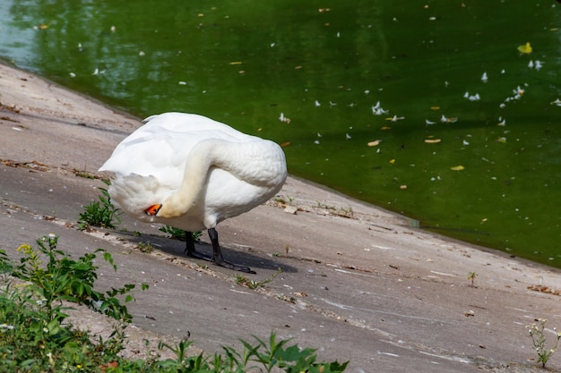 White swan standing on the lakeshore